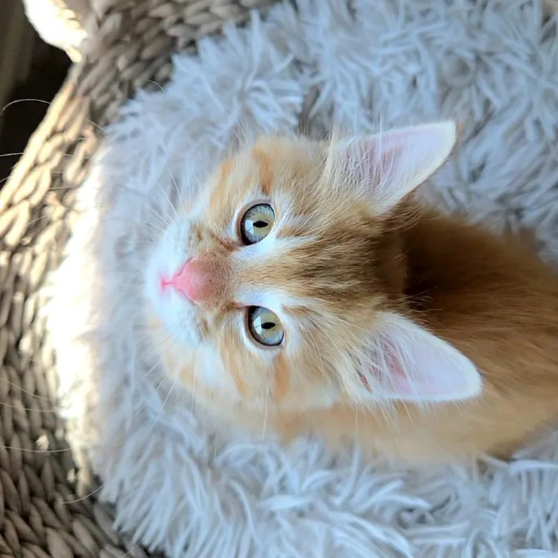 A baby small-sized male Orange / Red Domestic Short Hair cat named Cricket for adoption in Commerce City, CO