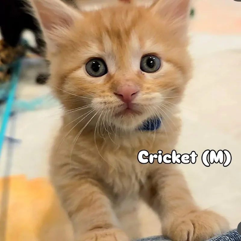 Cricket thumbnail 5