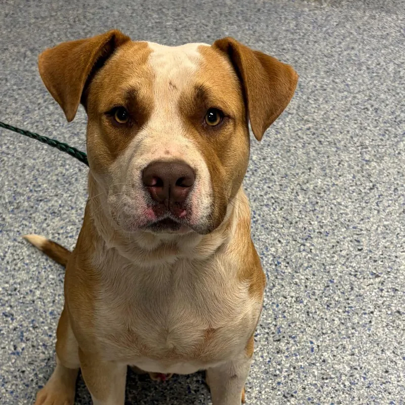 An adult large-sized male Mixed Breed dog named Squeaky for adoption in Greenville, SC