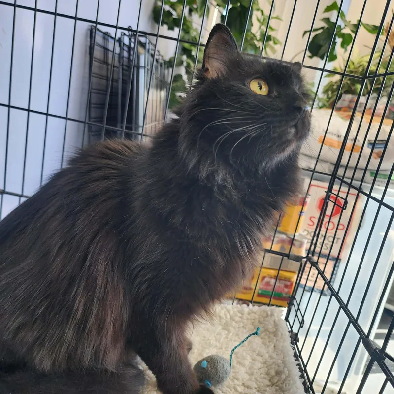 A senior medium-sized male Black Domestic Medium Hair cat named Latte for adoption in Manassas, VA