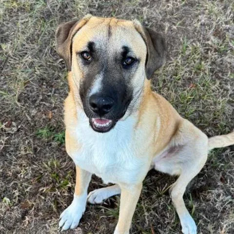 Honey Bear thumbnail 2