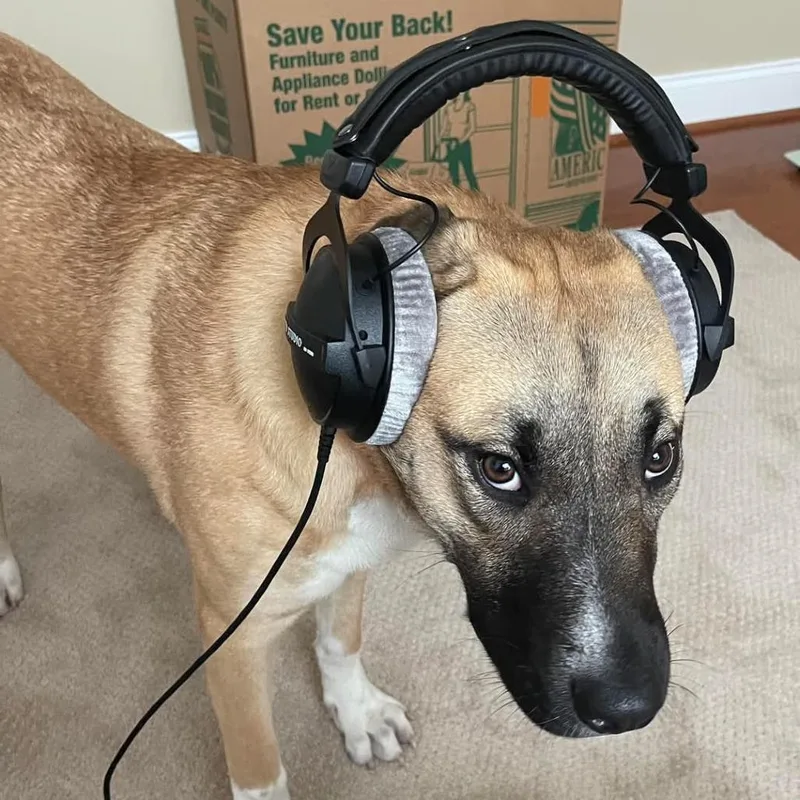 Honey Bear thumbnail 3