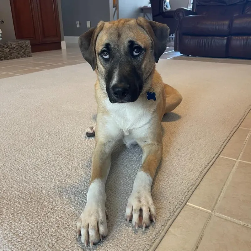 Honey Bear thumbnail 4