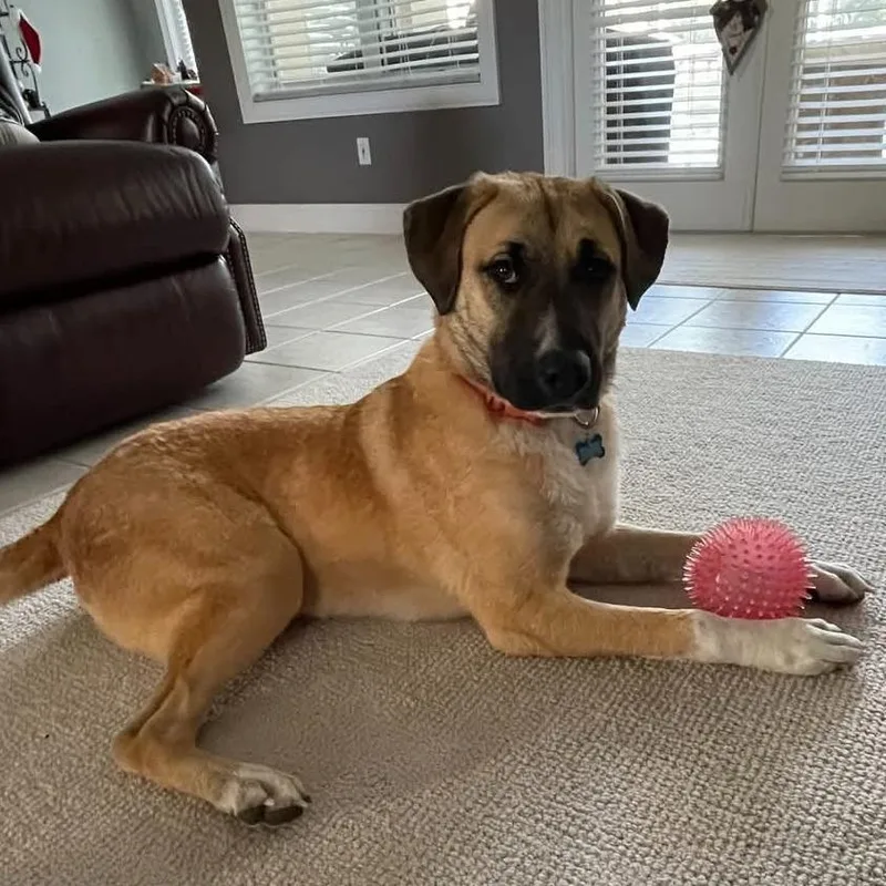 Honey Bear thumbnail 5