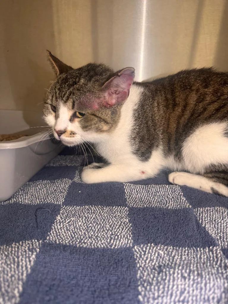 A young medium-sized female Domestic Short Hair cat named Saturn for adoption in Clarksville, TN