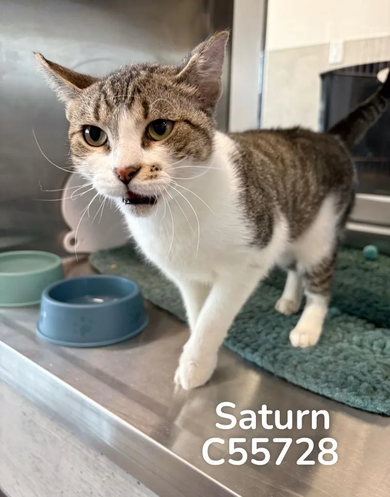 Saturn thumbnail 2