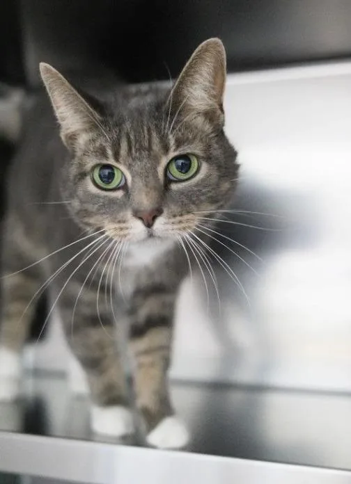 An adult medium-sized female Domestic Short Hair cat named Katie for adoption in Kingsland, GA