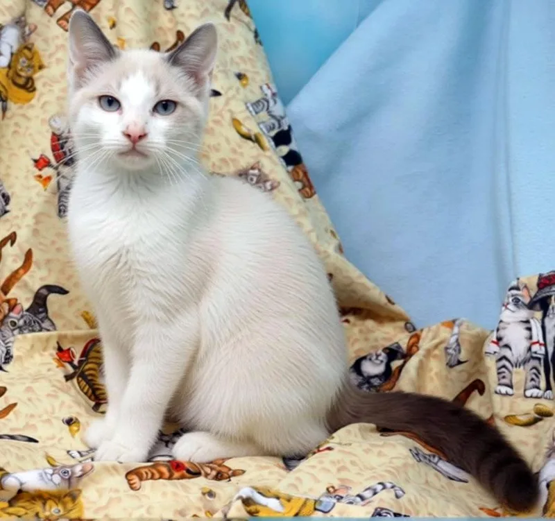A baby medium-sized male Cream Point Siamese cat named Menzie for adoption in Tierra Verde, FL