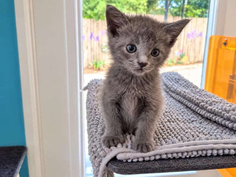 A baby small-sized female Domestic Short Hair cat named Clover for adoption in Crocker, MO
