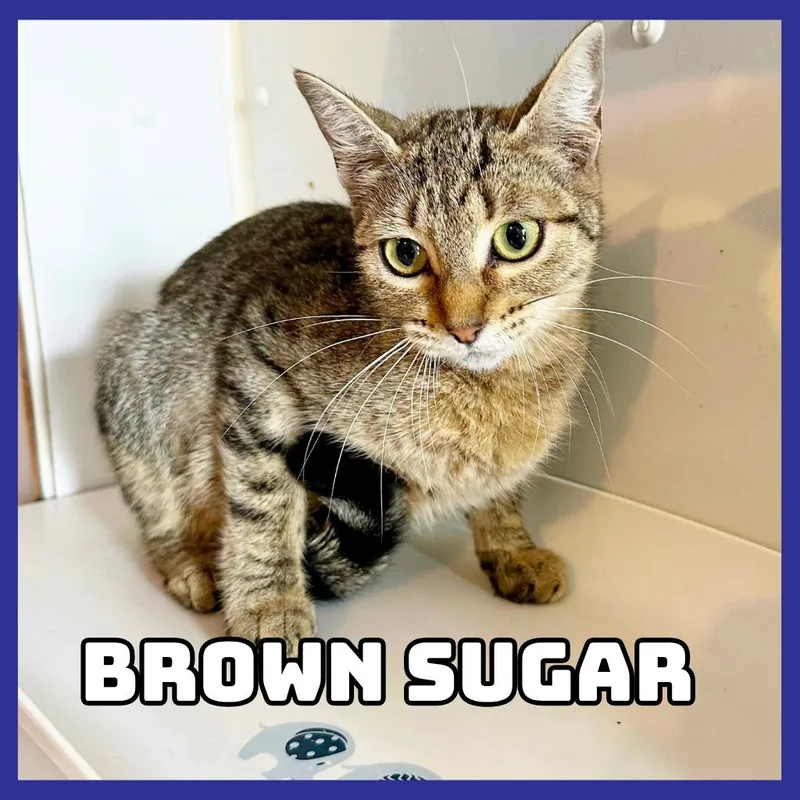 An adult medium-sized female Domestic Short Hair cat named BrownSugar for adoption in Glenwood, MN