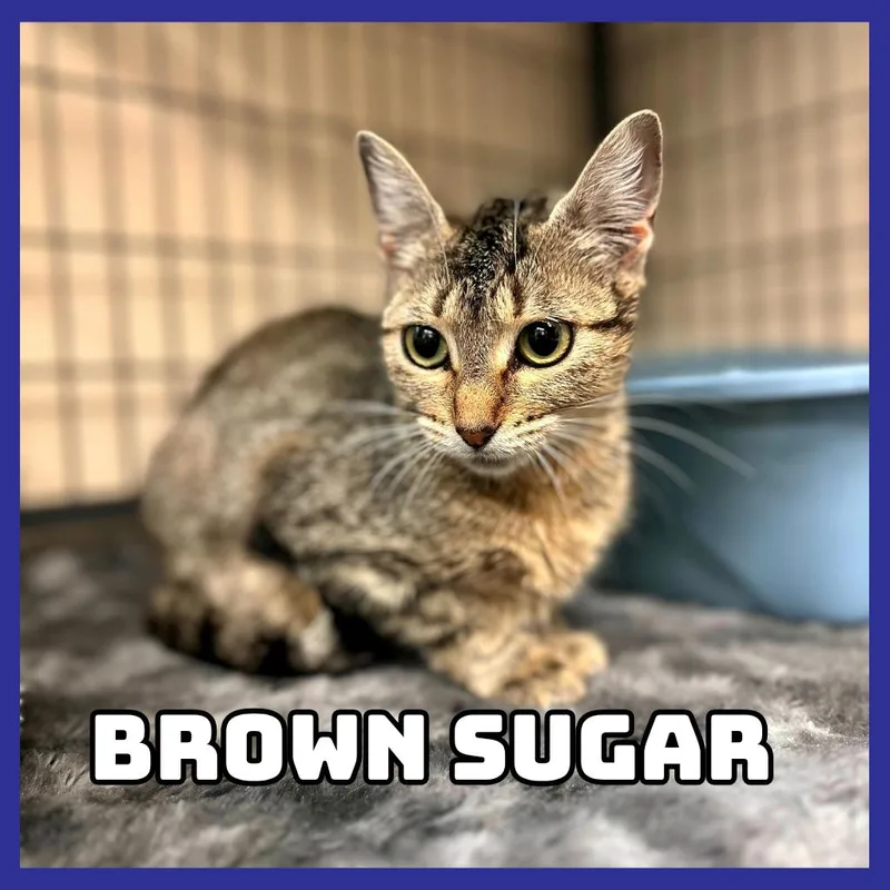 BrownSugar thumbnail 2