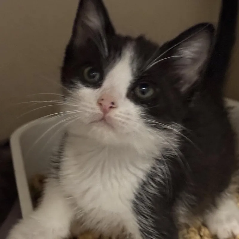 A baby small-sized male Buff / Tan / Fawn Domestic Medium Hair cat named Jack Black for adoption in Fresno, CA