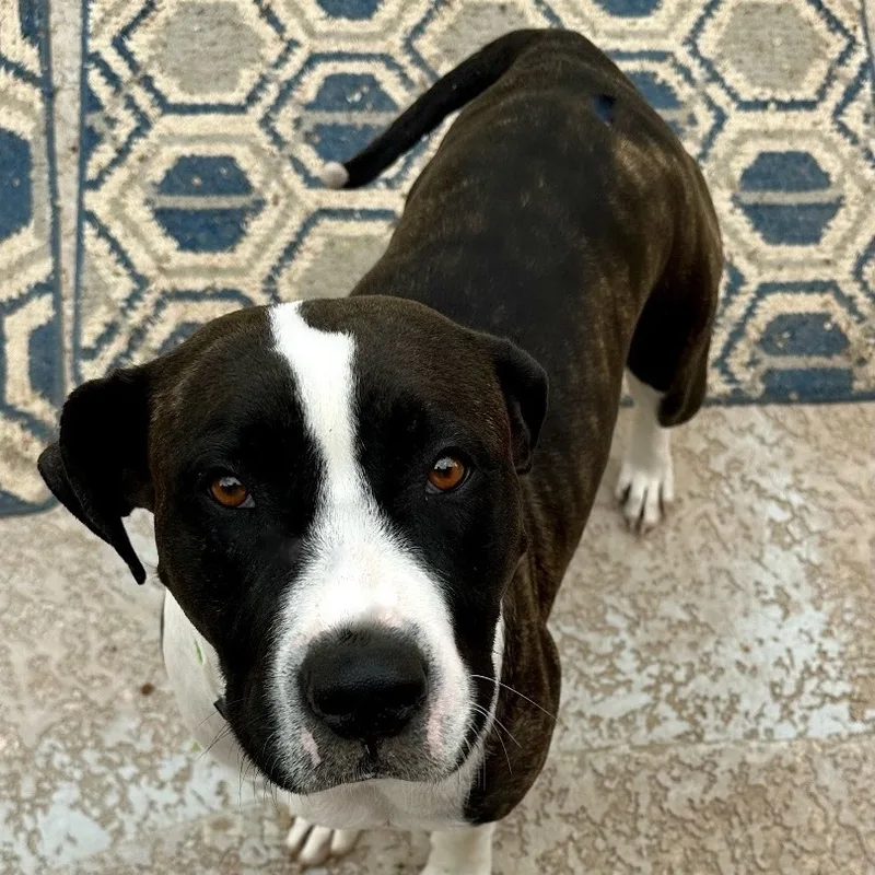 Beautiful Brandy thumbnail 2