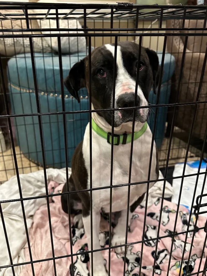 Beautiful Brandy thumbnail 3