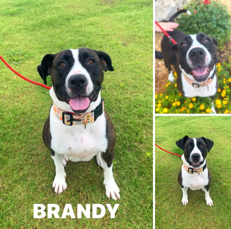 Beautiful Brandy