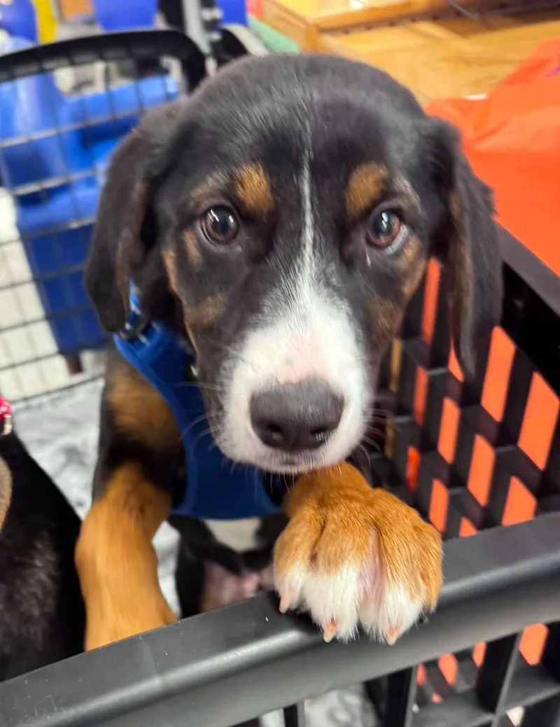 A baby medium-sized male Tricolor (Brown, Black, & White) Beagle dog named Milo for adoption in Harrison, NY