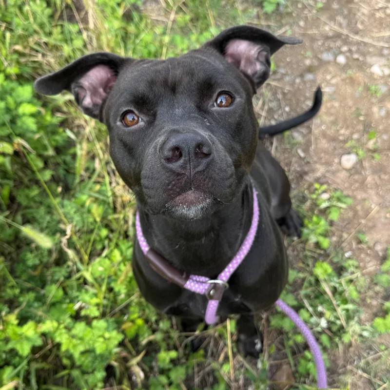 A young medium-sized female Black Pit Bull Terrier dog named Serena for adoption in Jersey city, NJ