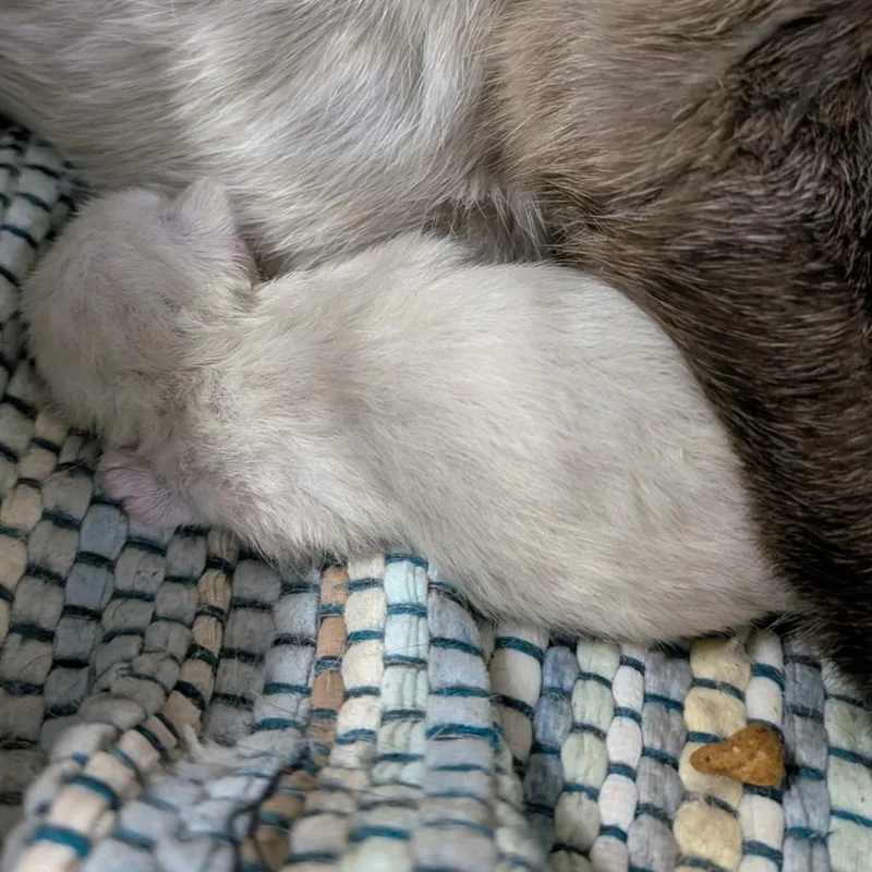 A baby small-sized female Cream / Ivory Domestic Short Hair cat named Lilly for adoption in Columbia, MO
