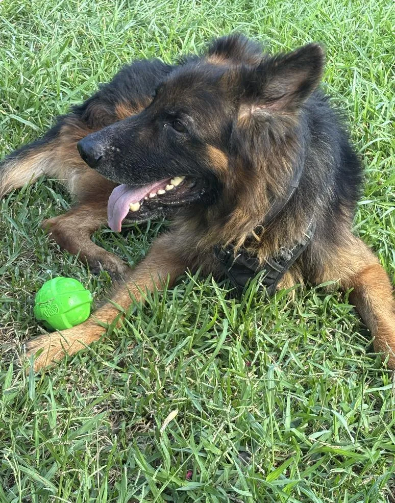 An adult large-sized male German Shepherd Dog dog named Apollo A Real for adoption in Houston, TX