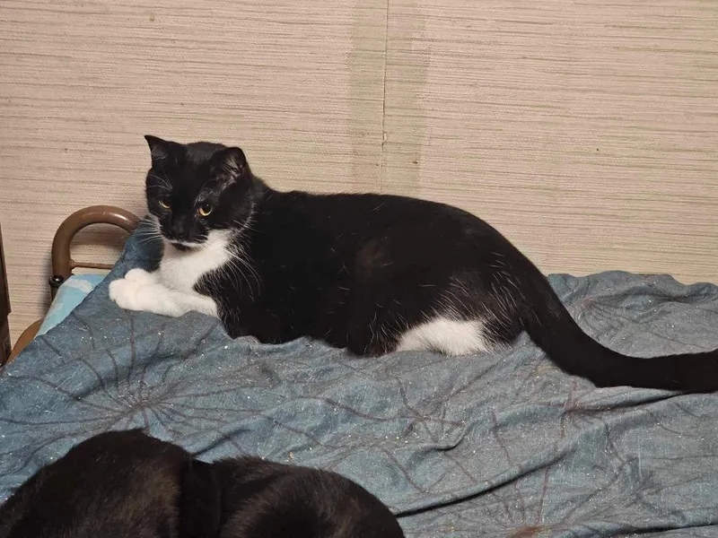 An adult large-sized male Domestic Short Hair cat named Nick for adoption in Plattsburgh, NY