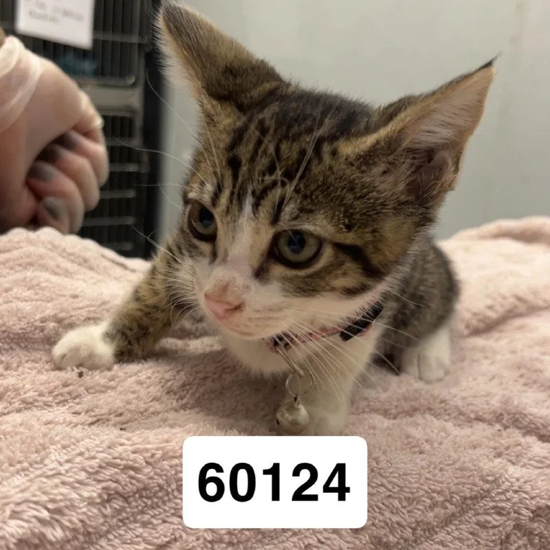 A young medium-sized female Domestic Short Hair cat named Adeline for adoption in Chico, CA