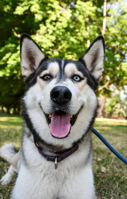 An adult large-sized male Siberian Husky dog named Kodiak for adoption in Yakima, WA