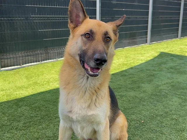 An adult large-sized male German Shepherd Dog dog named Baron for adoption in Tustin, CA