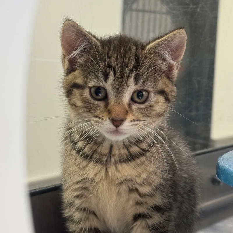 A baby small-sized female Brown / Chocolate Domestic Short Hair cat named Open Flame for adoption in York, PA