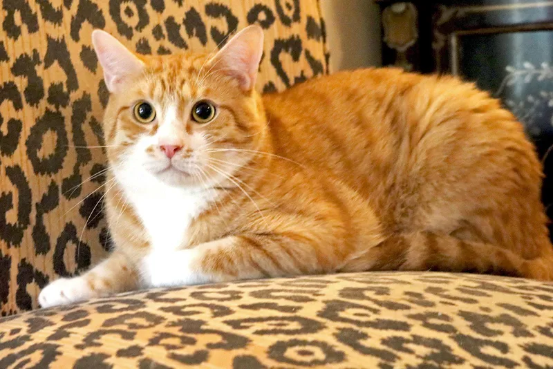 A young medium-sized male Orange & White Domestic Short Hair cat named Hagrid for adoption in Buford, GA