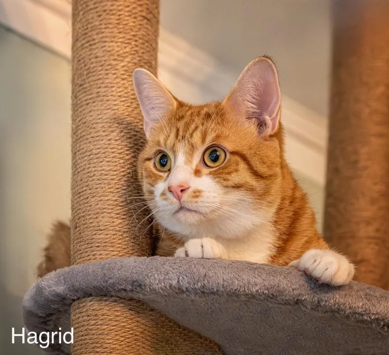 Hagrid thumbnail 2