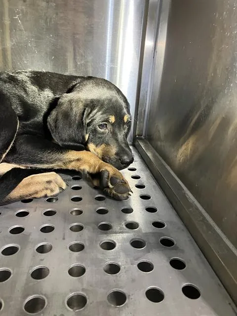 A baby large-sized female Mixed Breed dog named Ivory for adoption in Dallas, TX