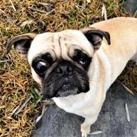 A young small-sized male Yellow / Tan / Blond / Fawn Pug dog named Rumi for adoption in Alvin, TX