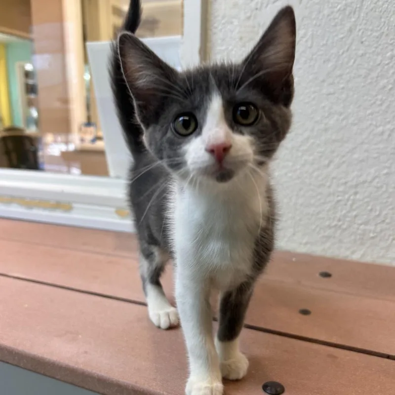 A baby small-sized female Gray / Blue / Silver Domestic Short Hair cat named Misty for adoption in Fresno, CA