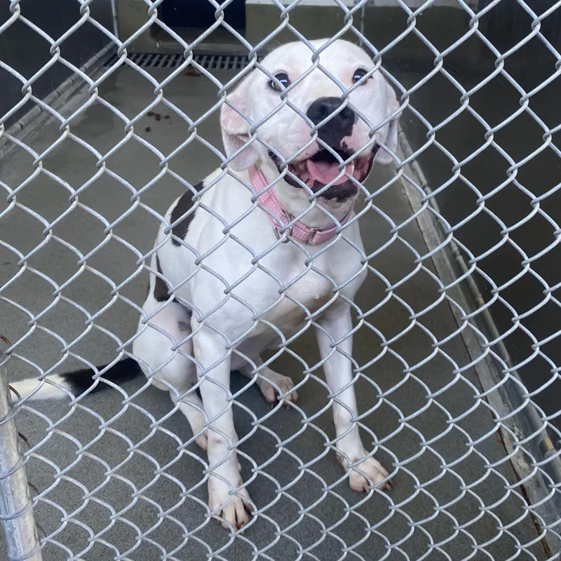 A young medium-sized female White / Cream Pit Bull Terrier dog named Willow for adoption in King George, VA