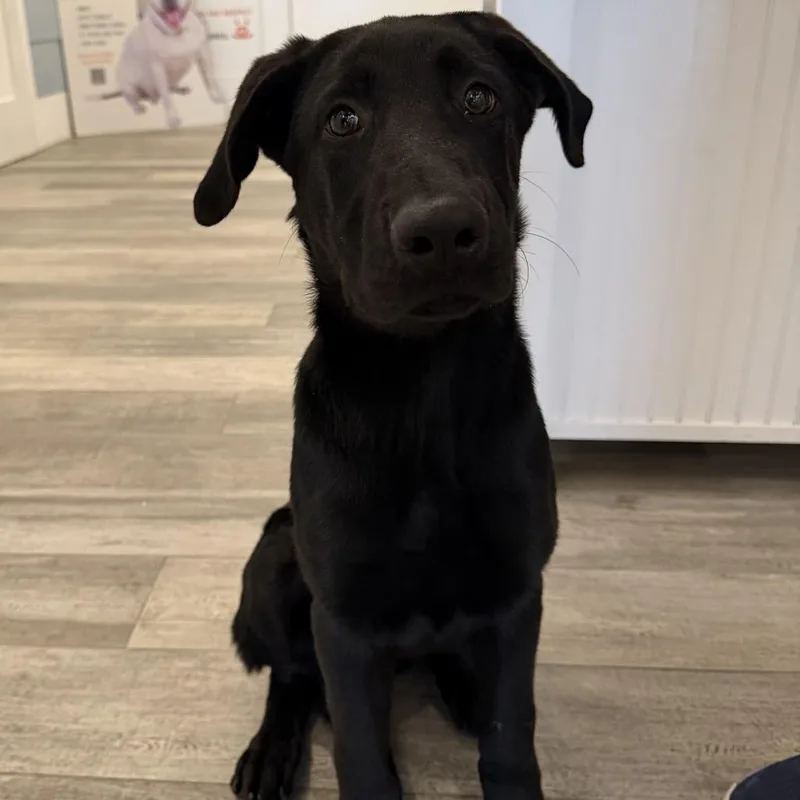 A baby medium-sized female Labrador Retriever dog named Kane for adoption in Los Angeles, CA
