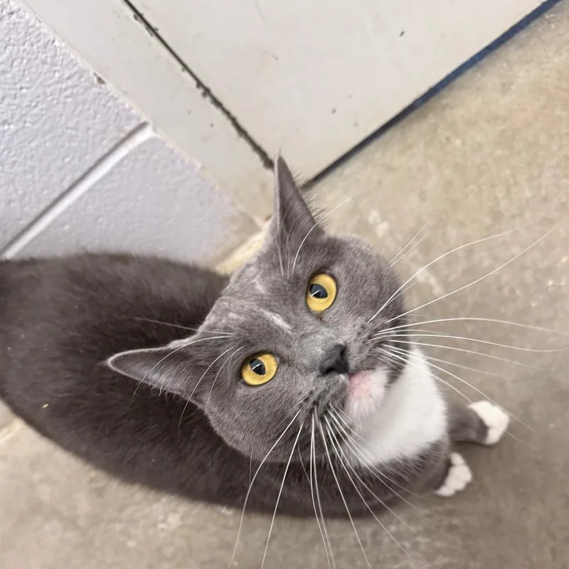An adult medium-sized female Gray / Blue / Silver Domestic Short Hair cat named Skittles for adoption in Emporia, KS