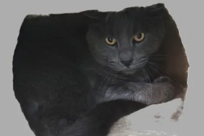 An adult medium-sized male Domestic Short Hair cat named Dylan for adoption in West Chester, PA