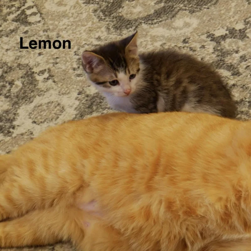 Lemon thumbnail 2
