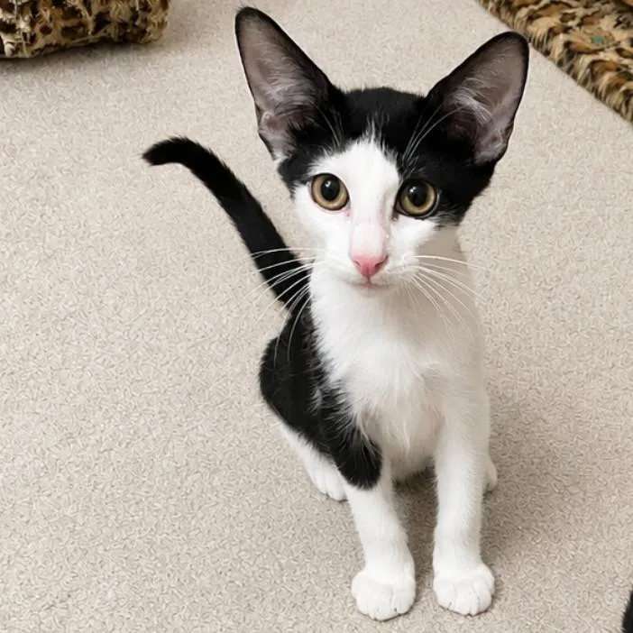 A baby small-sized male White Domestic Short Hair cat named Alfie for adoption in Las Vegas, NV