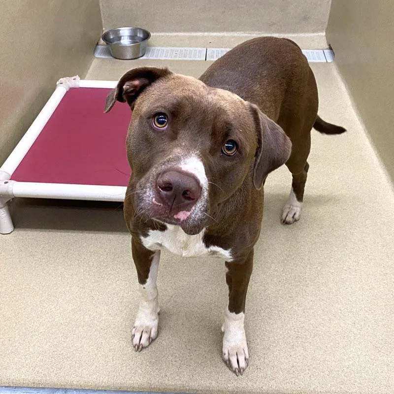 An adult large-sized male Brown / Chocolate Pit Bull Terrier dog named Jackson for adoption in Monroe, GA