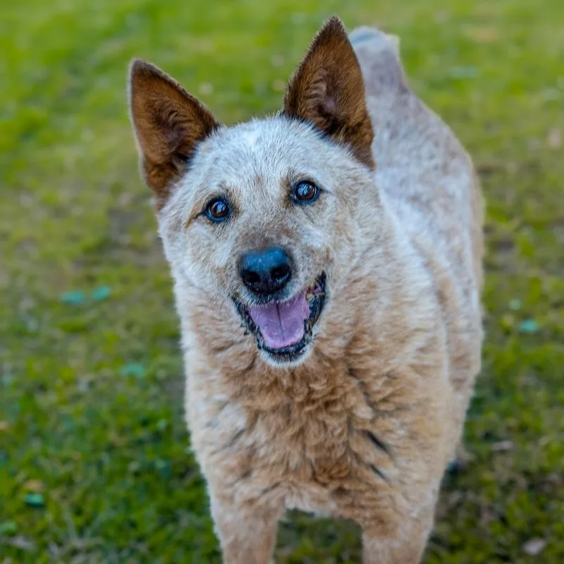 A senior medium-sized male Red / Chestnut / Orange Australian Cattle Dog / Blue Heeler dog named Banjo for adoption in Point Richmond, CA