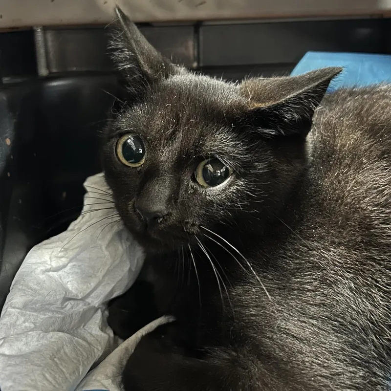 A baby small-sized female Black Domestic Short Hair cat named Esme for adoption in Newark, NJ