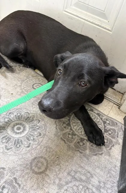 An adult medium-sized male Labrador Retriever dog named Iceman for adoption in San Antonio, TX