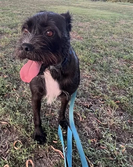 An adult medium-sized male Schnauzer dog named Chester for adoption in Dallas, TX