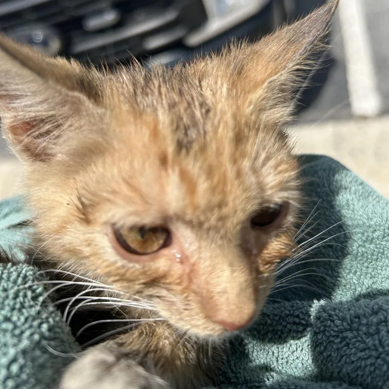 A baby small-sized male Orange / Red Domestic Short Hair cat named Randall for adoption in Greensboro, NC