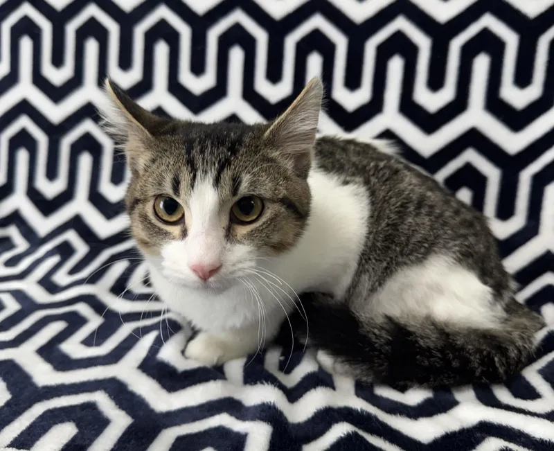A baby medium-sized male Domestic Short Hair cat named Tyler for adoption in Valdosta, GA