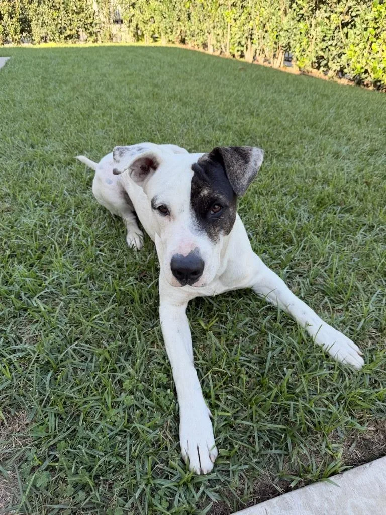 A young medium-sized male Dalmatian dog named Reggie for adoption in Los Angeles, CA