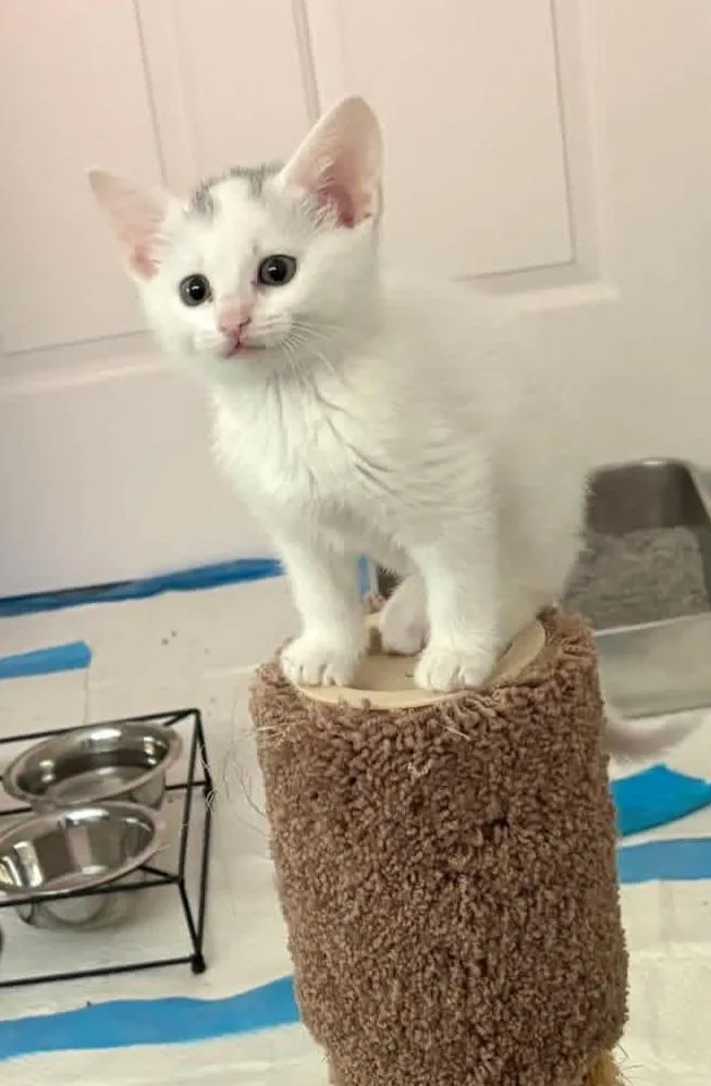 A baby medium-sized female White Domestic Short Hair cat named Lainey for adoption in Waterloo, IA