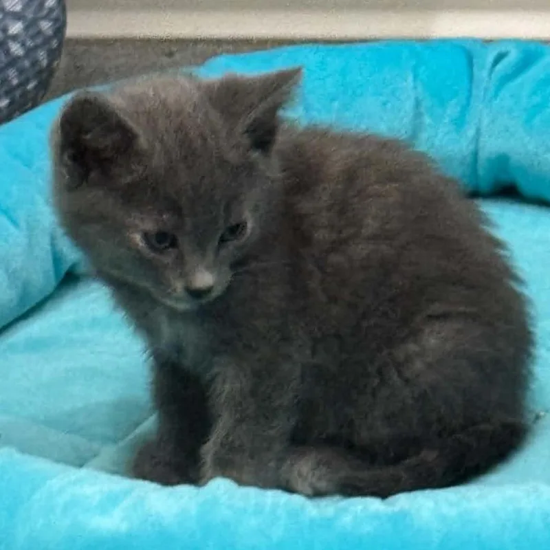 A baby small-sized female Gray / Blue / Silver Domestic Short Hair cat named Rumi C for adoption in Princeton, MN