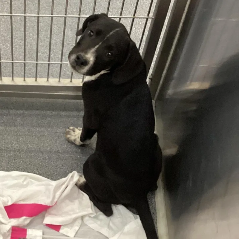 A baby small-sized female Terrier dog named Whisper for adoption in Montgomery, AL